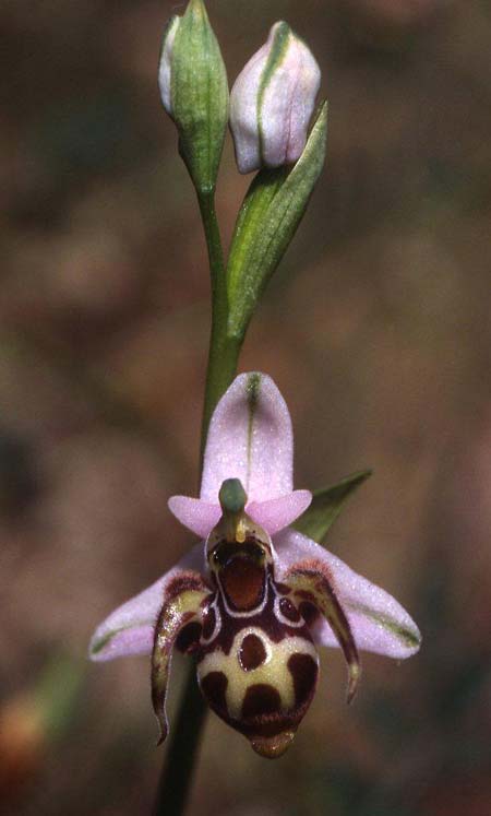 Ophrys minuscula \ Kleinstblütige Ragwurz / Smallest Bee Orchid, GR  Preveza 1.6.2004 (Photo: Helmut Presser)