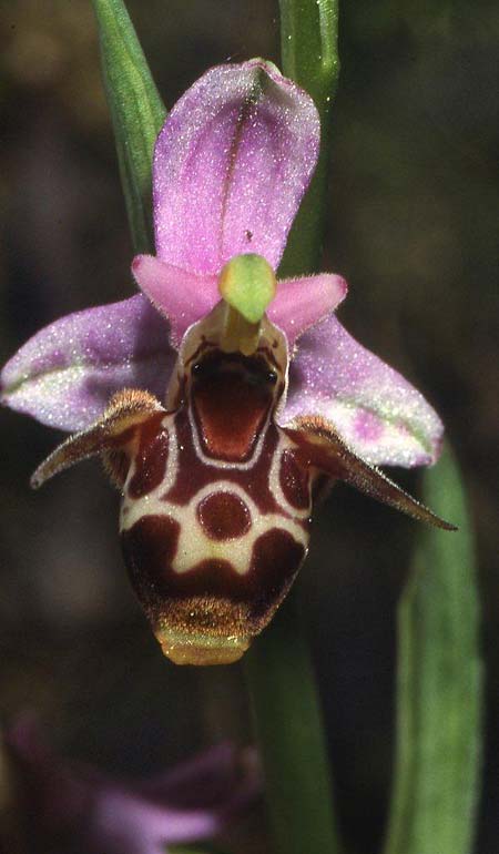 Ophrys minuscula \ Kleinstblütige Ragwurz / Smallest Bee Orchid, GR  Preveza 1.6.2004 (Photo: Helmut Presser)