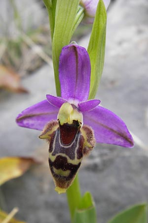 Ophrys mycenensis / Mycenae Orchid, GR  Peloponnes, Kosmas 31.3.2013 