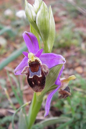 Ophrys mycenensis / Mycenae Orchid, GR  Peloponnes, Kosmas 31.3.2013 