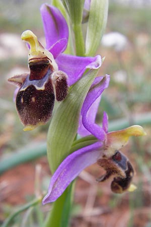 Ophrys mycenensis / Mycenae Orchid, GR  Peloponnes, Kosmas 31.3.2013 