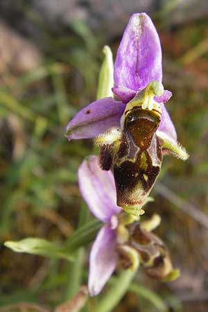 Ophrys mycenensis / Mycenae Orchid, GR  Hymettos 2.4.2013 