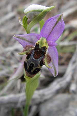 Ophrys mycenensis / Mycenae Orchid, GR  Hymettos 2.4.2013 
