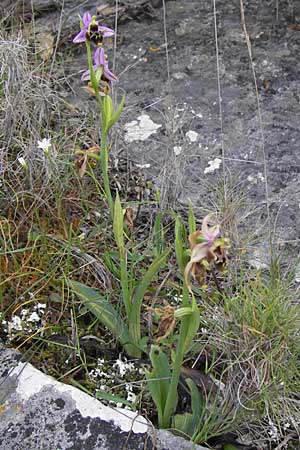 Ophrys mycenensis / Mycenae Orchid, GR  Hymettos 2.4.2013 
