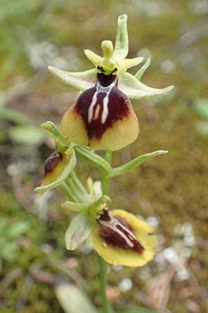 Ophrys aesculapii / Asklepios' Bee Orchid, GR  Athen, Mount Egaleo 10.4.2019 