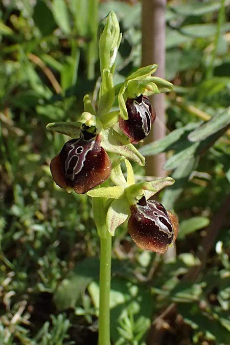 Ophrys aesculapii \ &Auml;skulap-Ragwurz / Asklepios' Bee Orchid, GR  Hymettos 20.4.2026 