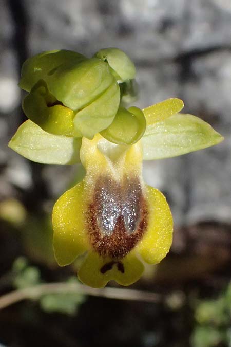 Ophrys hellenica \ Griechische Ragwurz / Greek Yellow Bee Orchid, GR  Hymettos 20.4.2026 