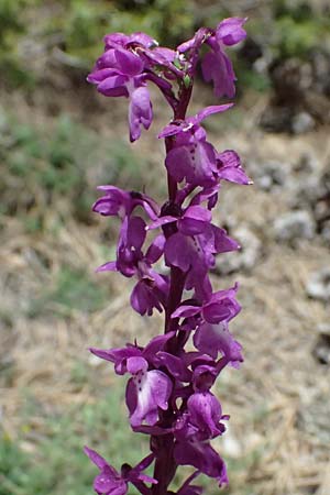 Orchis mascula subsp. pinetorum \ Kiefernwald-Knabenkraut, GR  Peloponnes, Mt. Kyllini, Limni Dasiou 21.5.2024 