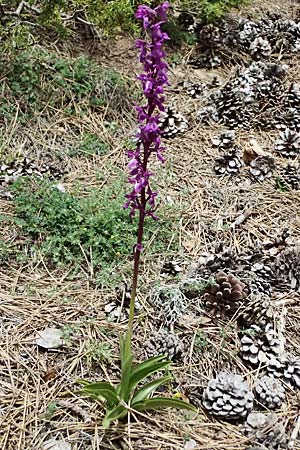 Orchis mascula subsp. pinetorum \ Kiefernwald-Knabenkraut, GR  Peloponnes, Mt. Kyllini, Limni Dasiou 21.5.2024 