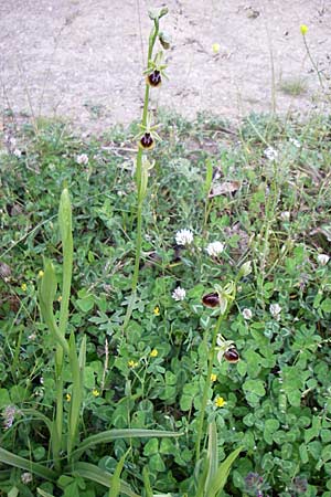 Ophrys zeusii \ Zeus-Ragwurz / Zeus' Bee Orchid, GR  Zagoria, Mikro Papingko 17.5.2008 