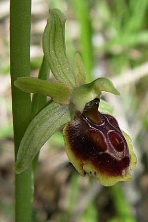 Ophrys zeusii \ Zeus-Ragwurz / Zeus' Bee Orchid, GR  Zagoria, Negades 18.5.2008 