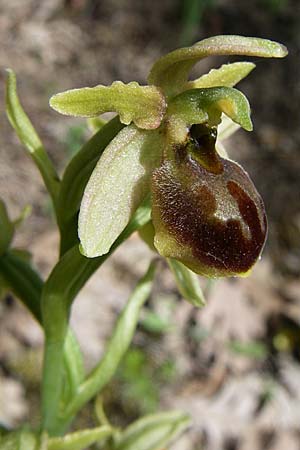 Ophrys hebes / Hebes Bee Orchid, GR  Zagoria, Negades 18.5.2008 