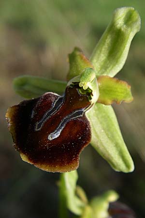 Ophrys zeusii \ Zeus-Ragwurz / Zeus' Bee Orchid, GR  Zagoria, Koukouli 18.5.2008 