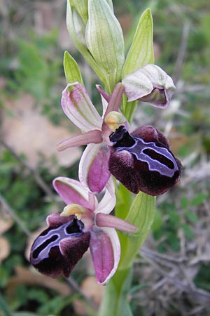 Ophrys spruneri \ Spruners Ragwurz / Spruner's Orchid, GR  Peloponnes, Manthirea 1.4.2013 
