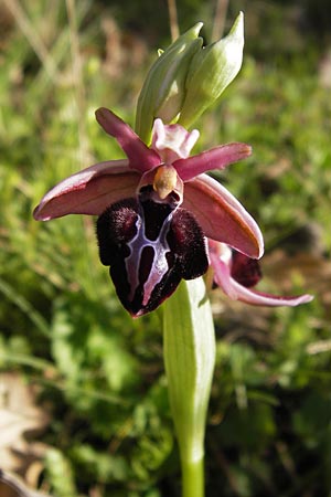 Ophrys spruneri \ Spruners Ragwurz / Spruner's Orchid, GR  Peloponnes, Manthirea 1.4.2013 