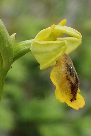 Ophrys penelopeae / Penelope Bee Orchid, GR  Peloponnes, Chelmos 18.5.2024 
