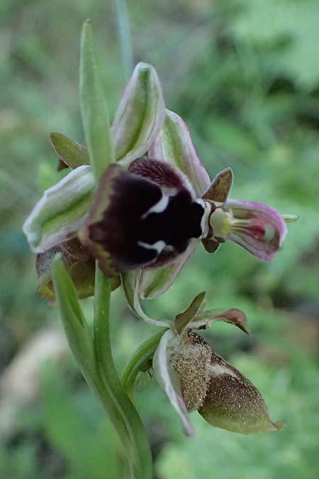 Ophrys reinholdii \ Reinholds Ragwurz / Reinhold's Bee Orchid, GR  Hymettos 20.4.2026 