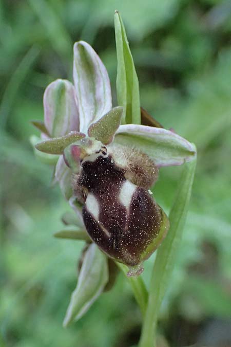 Ophrys reinholdii \ Reinholds Ragwurz / Reinhold's Bee Orchid, GR  Hymettos 20.4.2026 