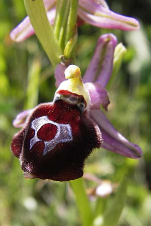 Ophrys argolica \ Argolis-Ragwurz / Argolis Bee Orchid, GR  Peloponnes, Gramousa 1.4.2013 