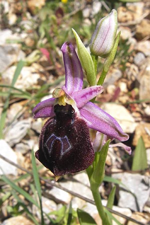 Ophrys argolica \ Argolis-Ragwurz / Argolis Bee Orchid, GR  Peloponnes, Gramousa 1.4.2013 