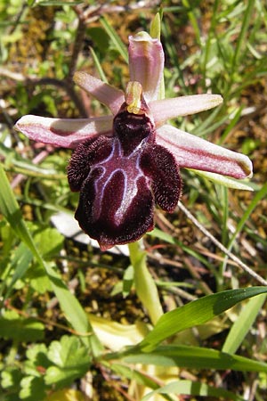 Ophrys spruneri \ Spruners Ragwurz / Spruner's Orchid, GR  Peloponnes, Gramousa 1.4.2013 