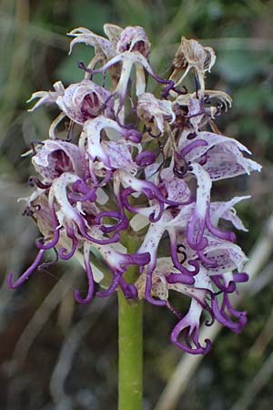 Orchis simia \ Affen-Knabenkraut, GR  Peloponnes, Saitas 22.5.2024 