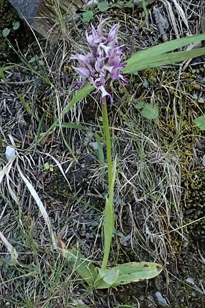 Orchis simia \ Affen-Knabenkraut, GR  Peloponnes, Saitas 22.5.2024 