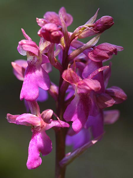 Orchis pallens x spitzelii, GR   Peloponnes, Chelmos 4.6.2012 (Photo: Helmut Presser)