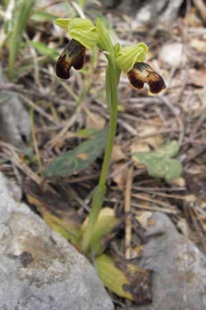 Ophrys perpusilla / Minuscule Dull Orchid, GR  Peloponnes, Kremasti 31.3.2013 