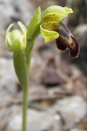 Ophrys perpusilla / Minuscule Dull Orchid, GR  Peloponnes, Kremasti 31.3.2013 
