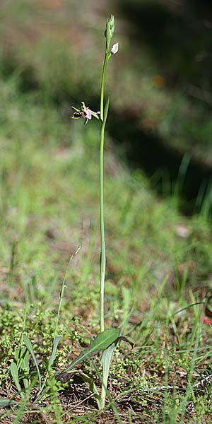 Ophrys phrygia \ Phrygische Ragwurz / Phrygian Bee Orchid, GR  Peloponnes, Metochi-Kalogria 21.4.2017 (Photo: Helmut Presser)