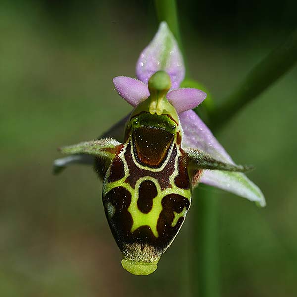 Ophrys phrygia \ Phrygische Ragwurz / Phrygian Bee Orchid, GR  Peloponnes, Metochi-Kalogria 21.4.2017 (Photo: Helmut Presser)