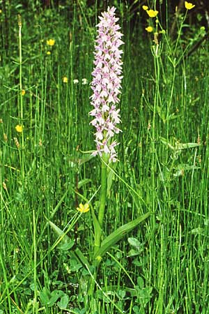 Dactylorhiza pindica x smolikana, GR   Smolikas 13.6.1986 (Photo: Jan & Liesbeth Essink)