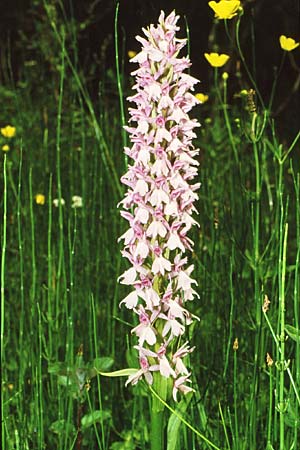 Dactylorhiza pindica x smolikana, GR   Smolikas 13.6.1986 (Photo: Jan & Liesbeth Essink)