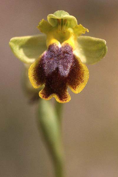 [click] Ophrys praemelena, GR   Igoumenitsa 4.4.2009 (Photo: Helmut Presser)
