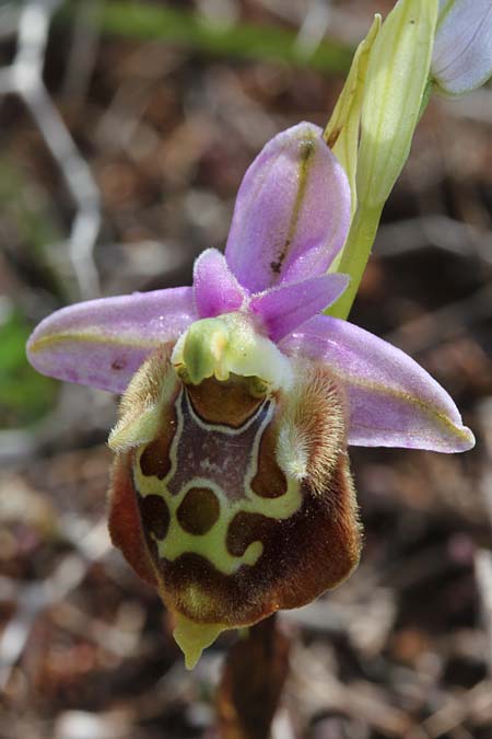 Ophrys calypsus var. pseudoapulica \ Apulica-Ähnliche Ragwurz, GR  Kythira, Avlemonas 1.4.2014 (Photo: Jan & Liesbeth Essink)