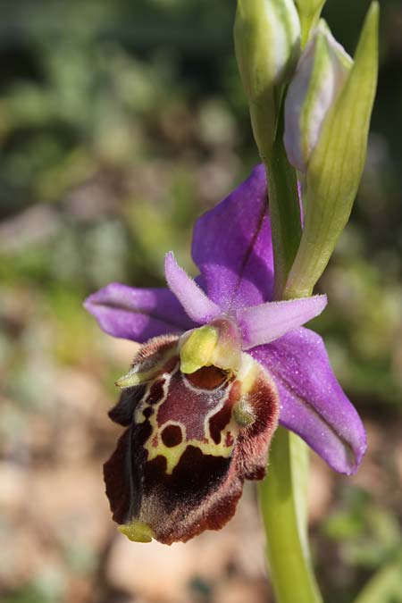Ophrys calypsus var. pseudoapulica \ Apulica-Ähnliche Ragwurz, GR  Kythira, Avlemonas 17.3.2014 (Photo: Jan & Liesbeth Essink)