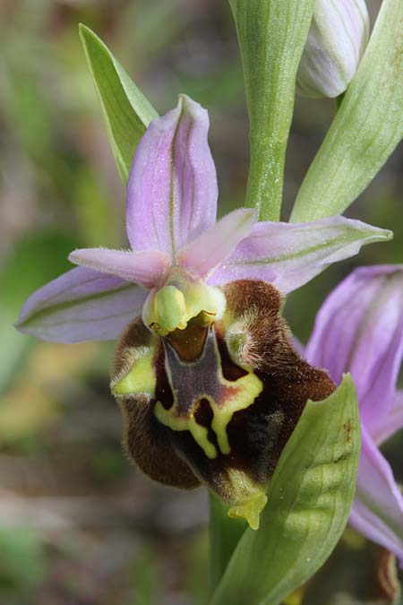 Ophrys calypsus var. pseudoapulica \ Apulica-Ähnliche Ragwurz, GR  Kythira, Paleopolis 26.3.2014 (Photo: Jan & Liesbeth Essink)
