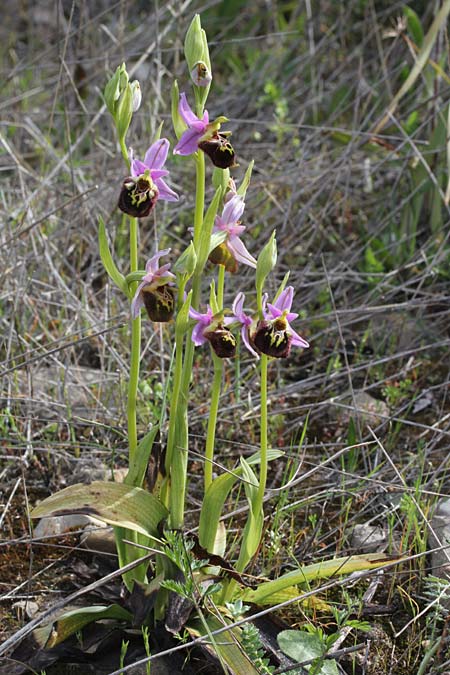 Ophrys calypsus var. pseudoapulica \ Apulica-Ähnliche Ragwurz, GR  Kythira, Viaradika 4.4.2014 (Photo: Jan & Liesbeth Essink)