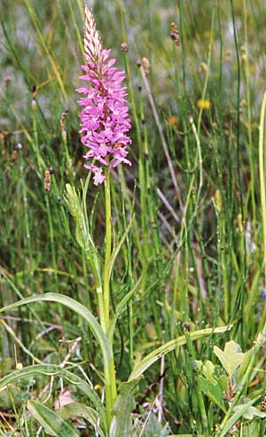 Dactylorhiza saccifera \ Langährige Fingerwurz, Langähriges Knabenkraut / Sack-Carrying Orchid, GR  Kato Vermion 9.6.1988 (Photo: Jan & Liesbeth Essink)
