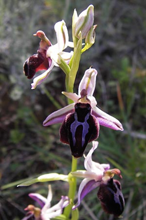 Ophrys spruneri \ Spruners Ragwurz / Spruner's Orchid, GR  Peloponnes, Gramousa 1.4.2013 