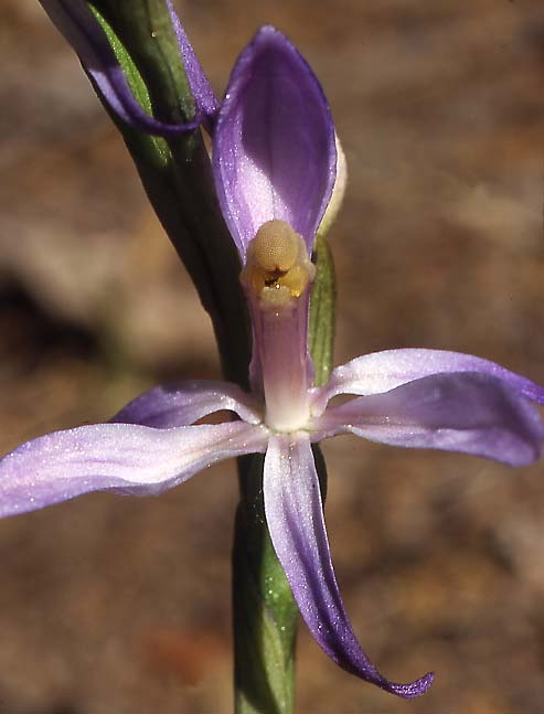 Limodorum trabutianum subsp. thracum \ Thrakischer Dingel, GR  Thrakien, Dadia 6.6.2004 (Photo: Helmut Presser)