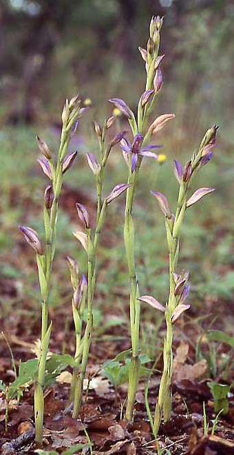 Limodorum trabutianum subsp. thracum \ Thrakischer Dingel, GR  Thrakien, Dadia 6.6.2004 (Photo: Helmut Presser)