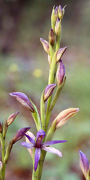 Limodorum trabutianum subsp. thracum \ Thrakischer Dingel, GR  Thrakien, Dadia 6.6.2004 (Photo: Helmut Presser)