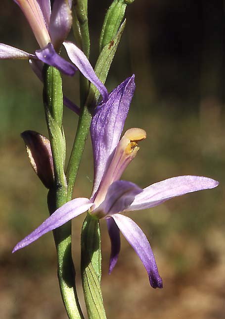 Limodorum trabutianum subsp. thracum \ Thrakischer Dingel, GR  Thrakien, Dadia 6.6.2004 (Photo: Helmut Presser)
