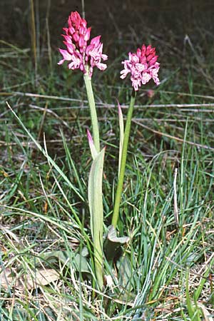 Neotinea tridentata x ustulata, GR   Falakron 17.5.1994 (Photo: Jan & Liesbeth Essink)
