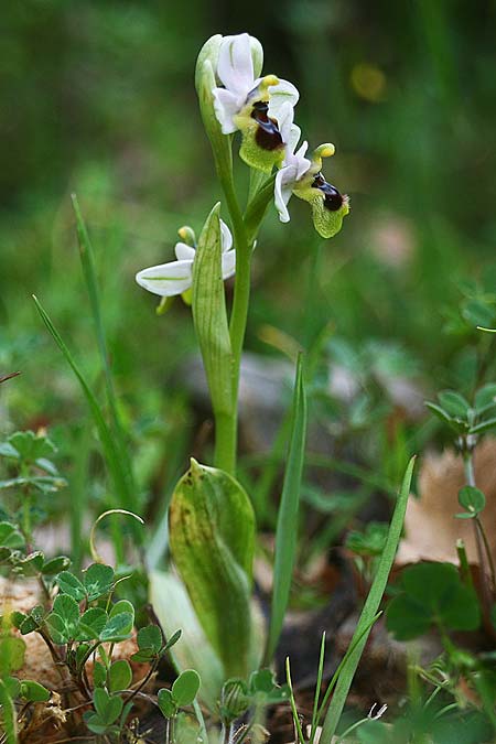 Ophrys ulyssea \ Odysseus-Ragwurz / Ulysses Bee Orchid, GR  Peloponnes, Lambokambos 31.3.2018 (Photo: Helmut Presser)