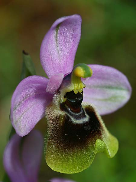 Ophrys ulyssea \ Odysseus-Ragwurz / Ulysses Bee Orchid, GR  Peloponnes, Mani 28.3.2018 (Photo: Helmut Presser)