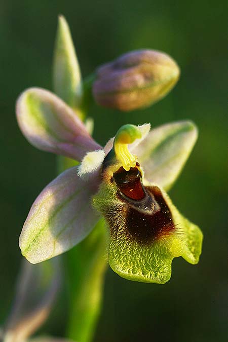 Ophrys ulyssea \ Odysseus-Ragwurz / Ulysses Bee Orchid, GR  Peloponnes, Lambokambos 31.3.2018 (Photo: Helmut Presser)