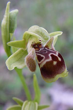 Ophrys attica / Attican Bee Orchid, GR  Zagoria, Kipi 18.5.2008 